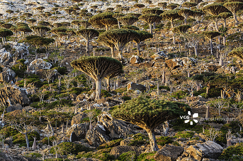 龙血森林图片素材