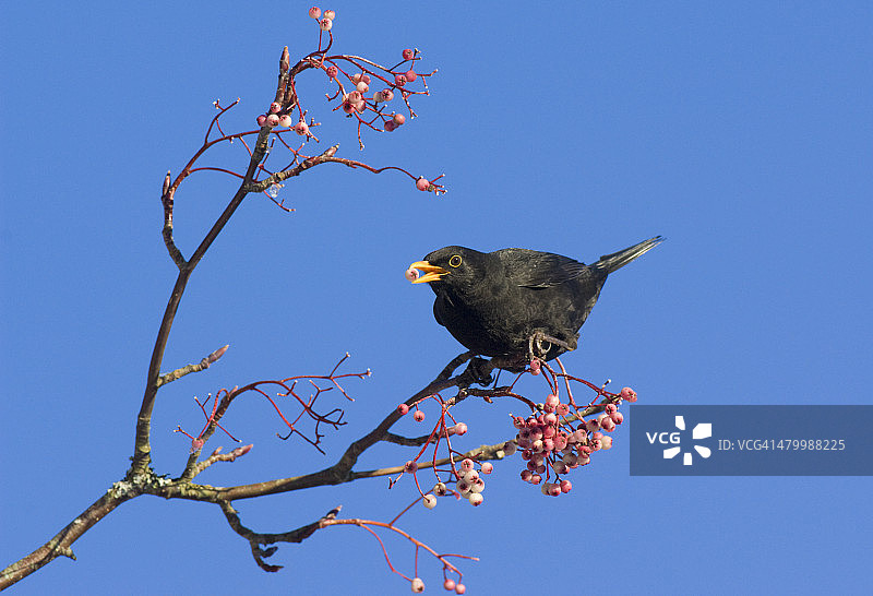 乌鸫以浆果为食图片素材