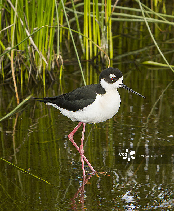 黑颈长脚鹬在湿地中涉水图片素材