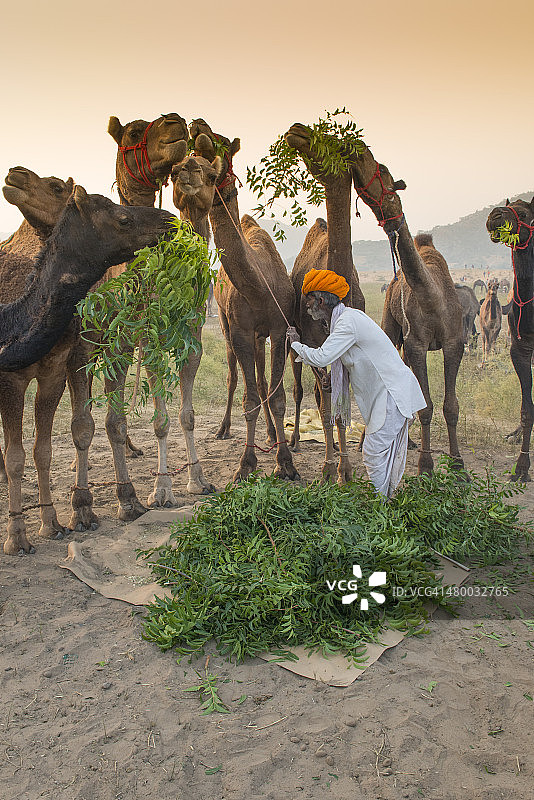 印度骆驼牧民喂养骆驼图片素材