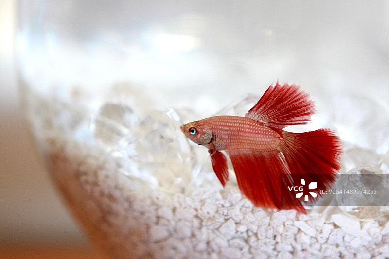 红鱼马丁图片素材