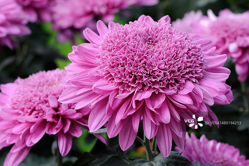 菊花海葵图片素材