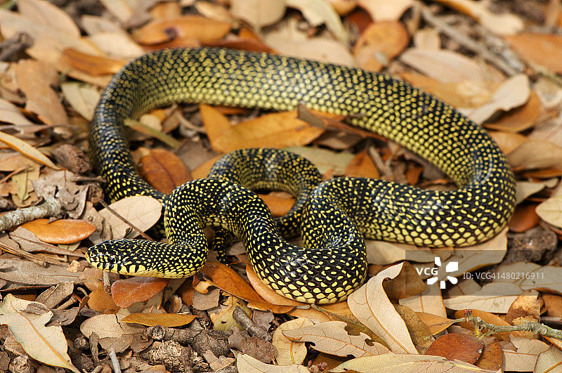 东部黑王蛇图片素材