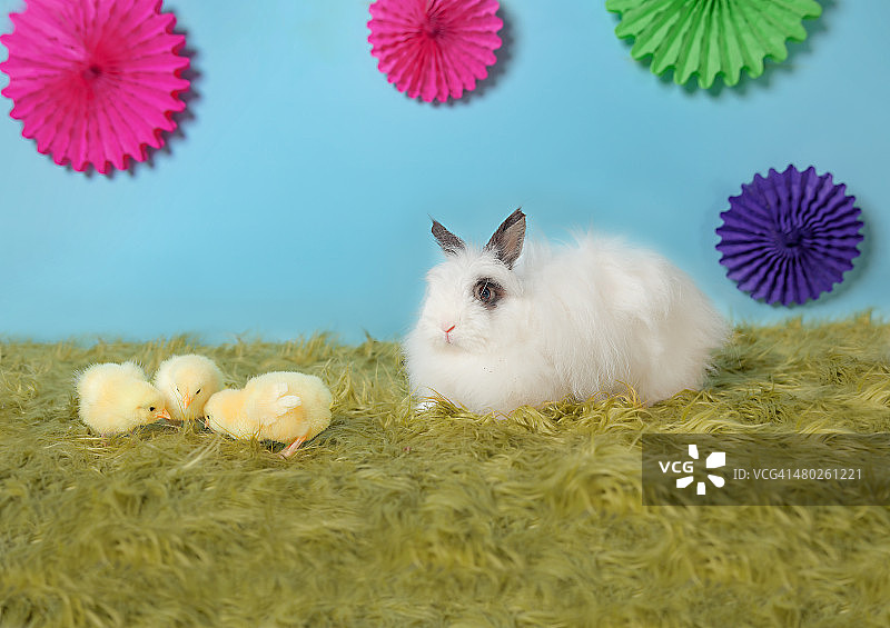 复活节兔子和小黄鸡图片素材