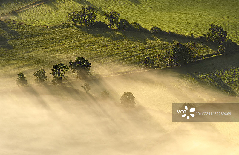 黎明橡树图片素材
