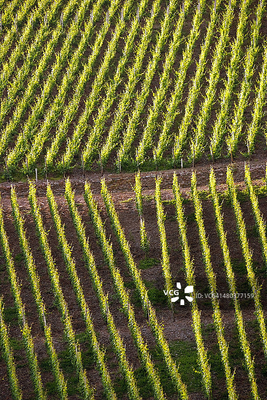 德国萨尔河谷葡萄园图片素材