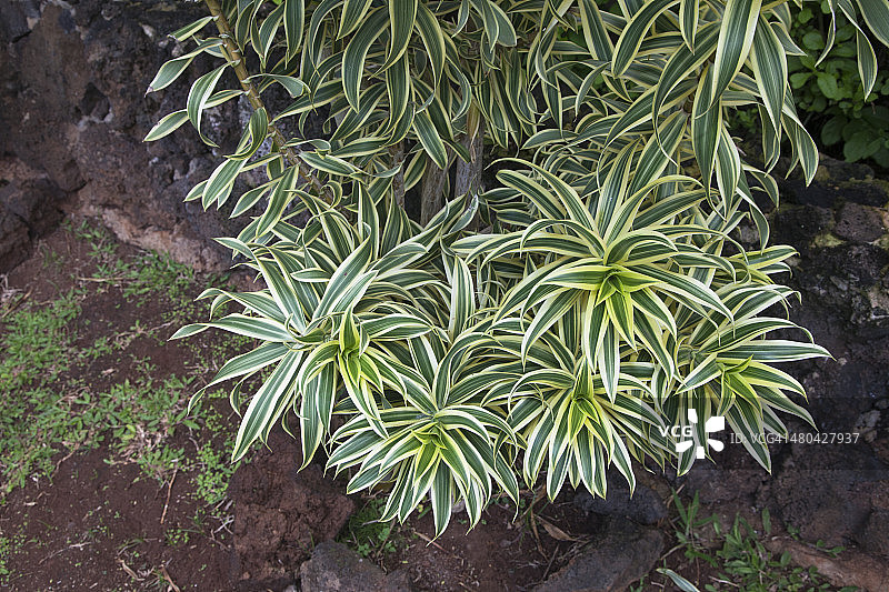 印度龙血树图片素材