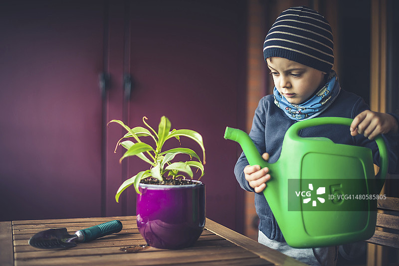 小男孩照顾植物图片素材