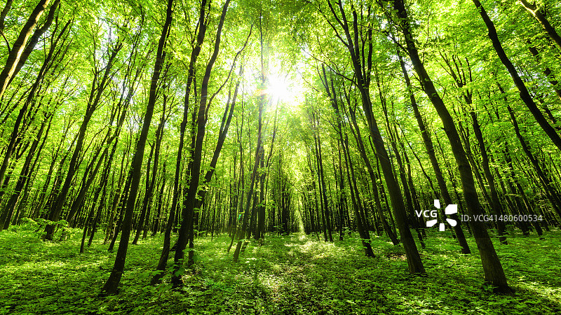 春季森林全景图片素材