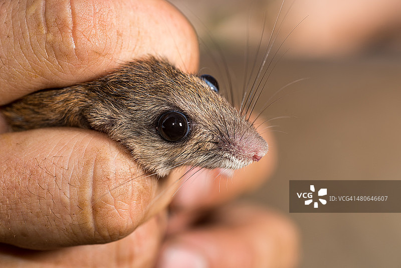 普通岩鼠加工图片素材