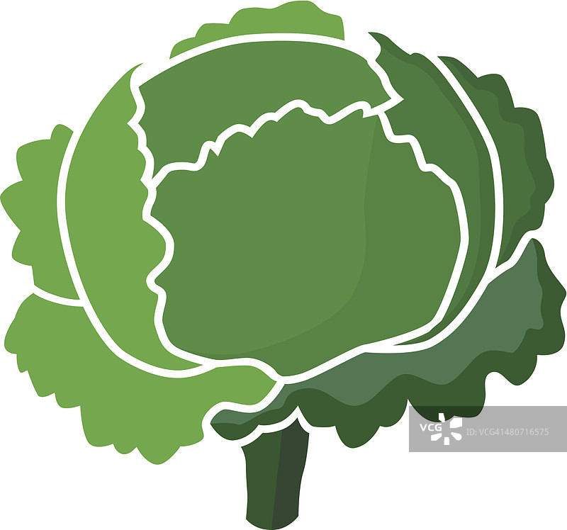 生菜头部图片素材