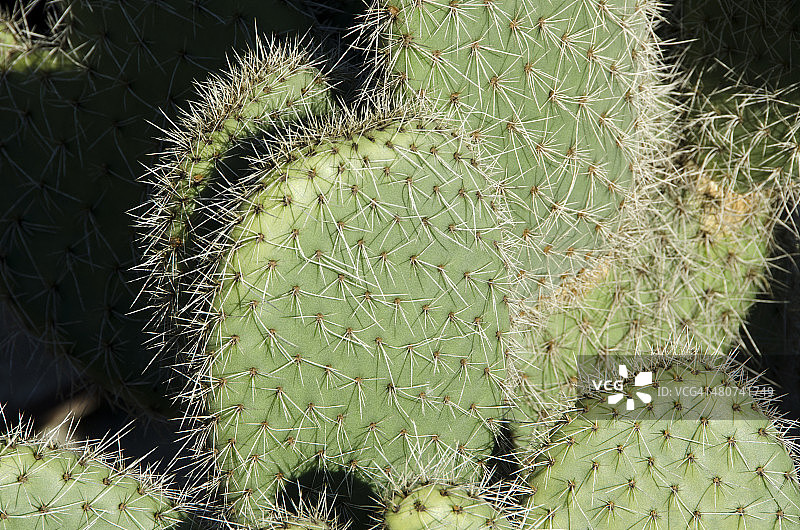 仙人掌刺图片素材