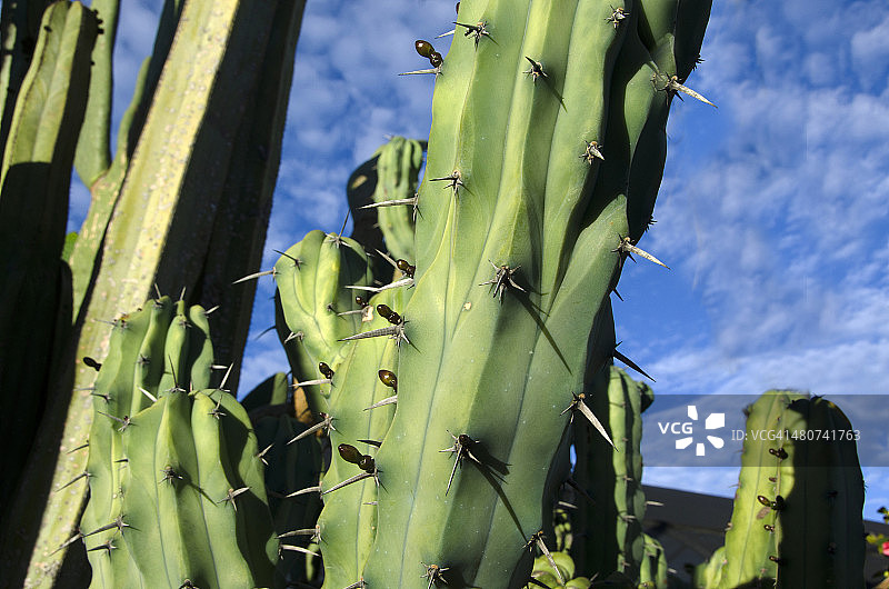 仙人掌刺图片素材