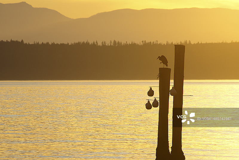 夕阳下的桩柱上的苍鹭图片素材