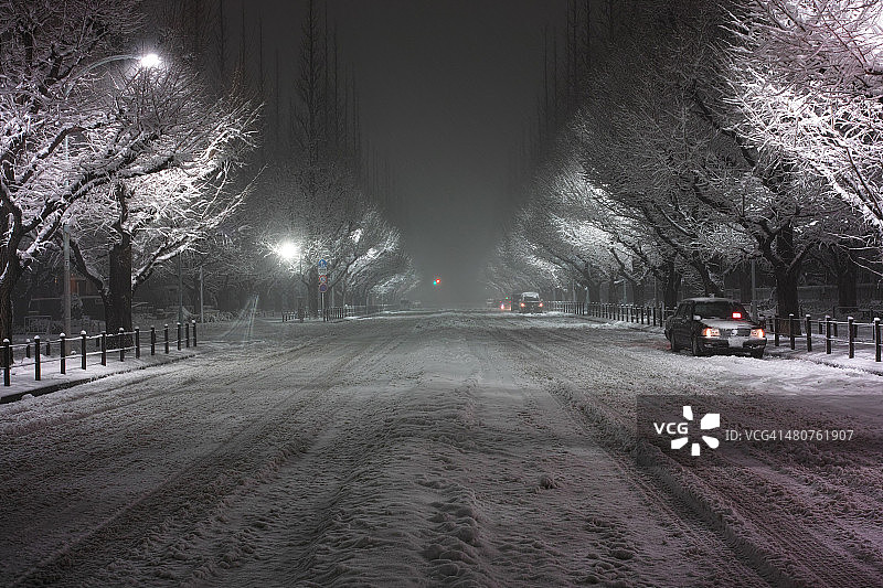 银杏树图片素材