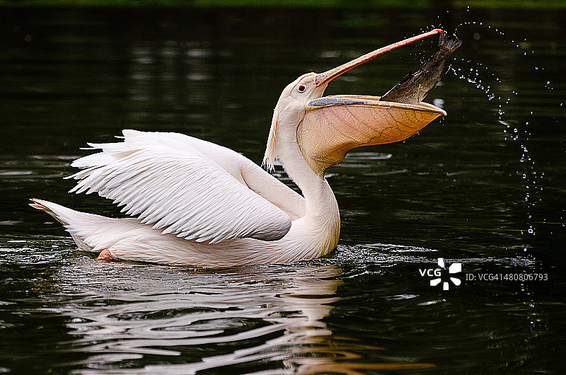 在篮子里图片素材