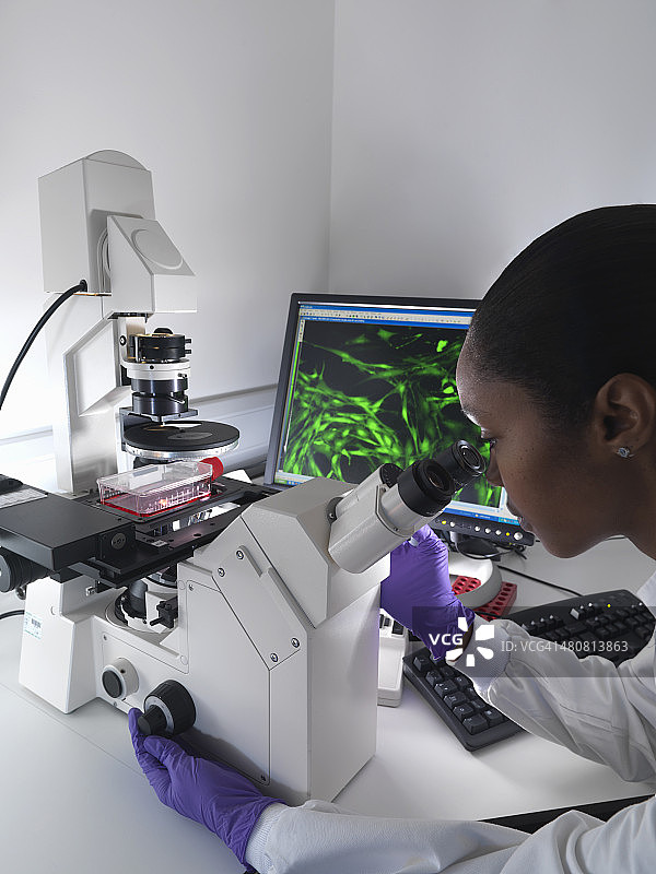 女研究员使用倒置显微镜观察显示的荧光标记细胞中的干细胞图片素材