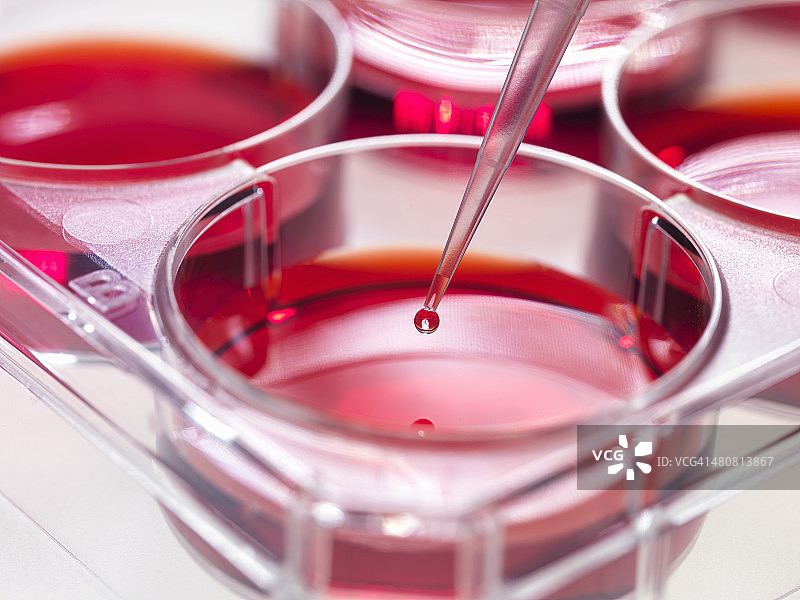 用移液器向盆中生长的干细胞培养物添加样本，用于植入干细胞以修复受损组织图片素材