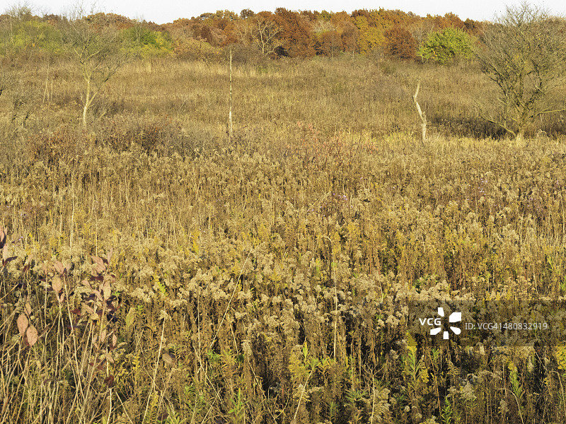 美国伊利诺伊州杜佩奇县达里恩秋季草原风光图片素材