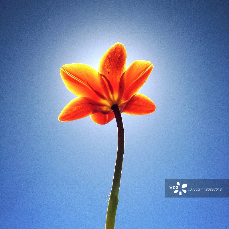 蓝色天空背景下的郁金香花朵特写图片素材