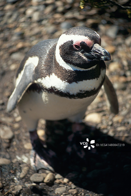 企鹅哨兵图片素材