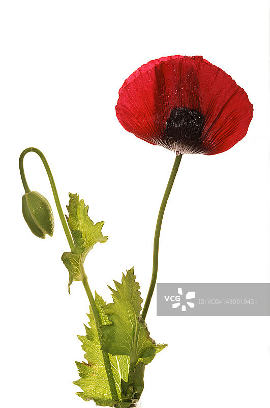 罂粟花图片素材