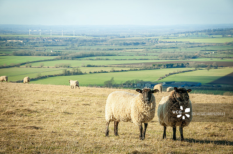 草甸山丘上的绵羊图片素材