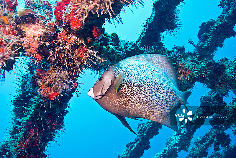 沉船中的灰色神仙鱼图片素材