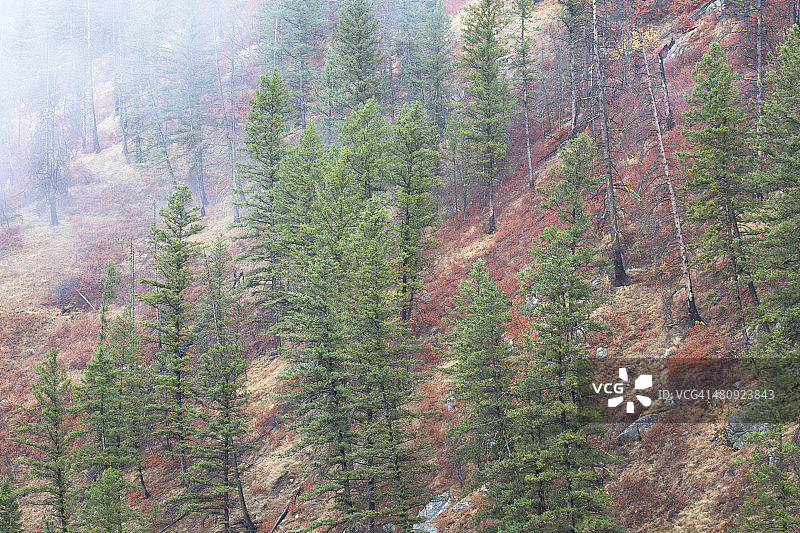 爱达荷州萨蒙查利斯国家森林图片素材