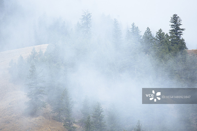 爱达荷州三文鱼-查利斯国家森林图片素材