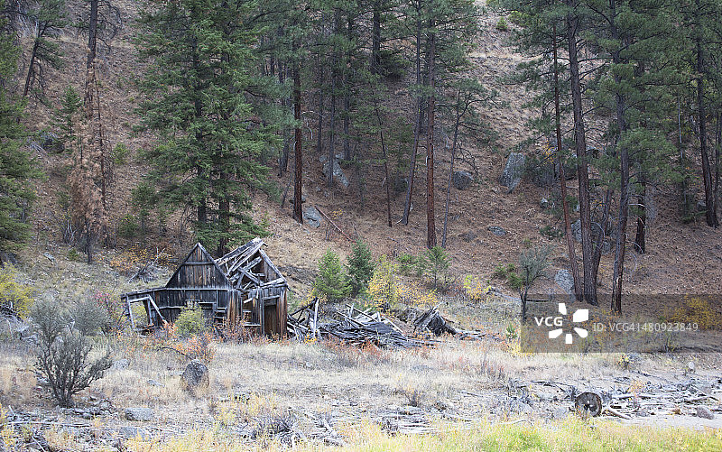 爱达荷州三文鱼-查利斯国家森林图片素材