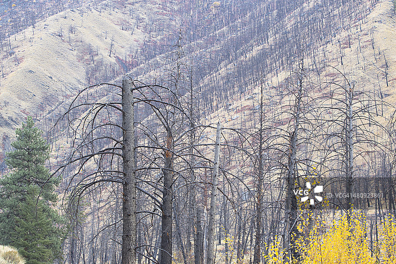 爱达荷州三文鱼-查利斯国家森林图片素材