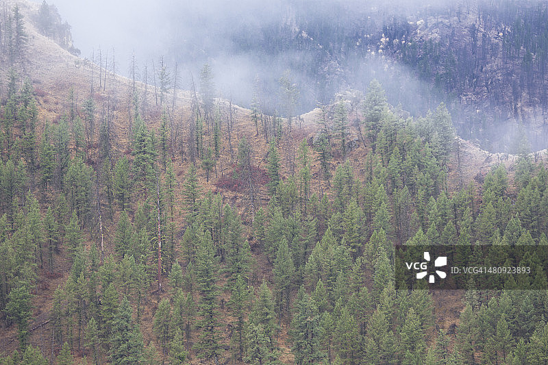 爱达荷州萨蒙查利斯国家森林图片素材