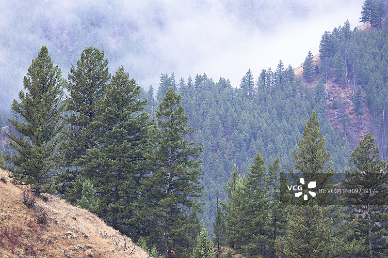 爱达荷州萨蒙查利斯国家森林图片素材