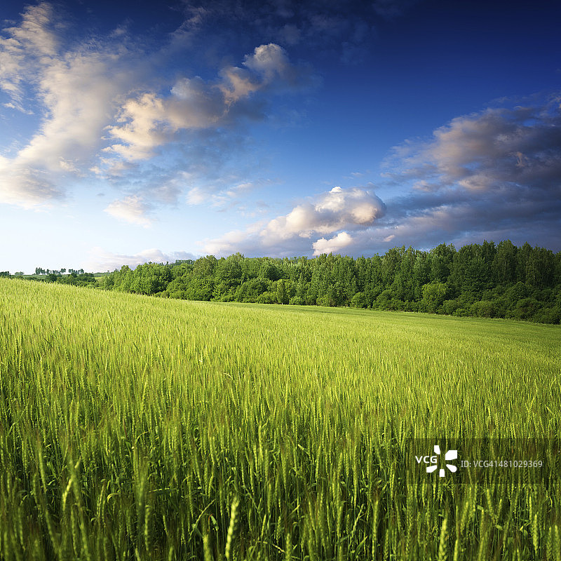 清晨麦田美丽风光图片素材