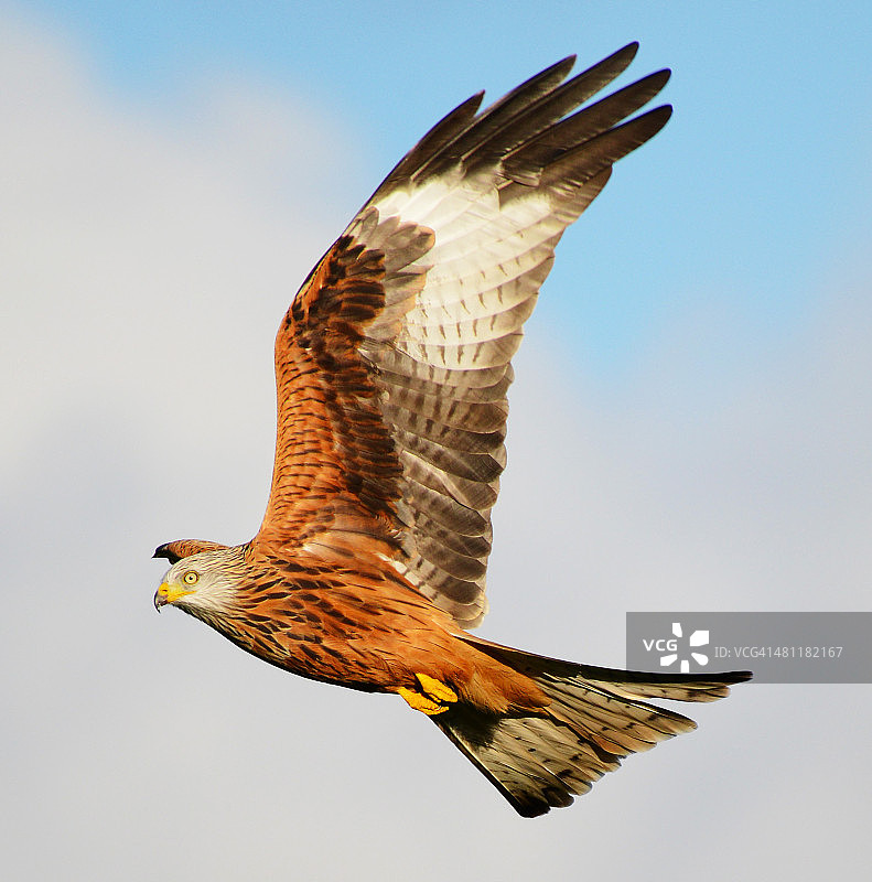 红色的风筝图片素材