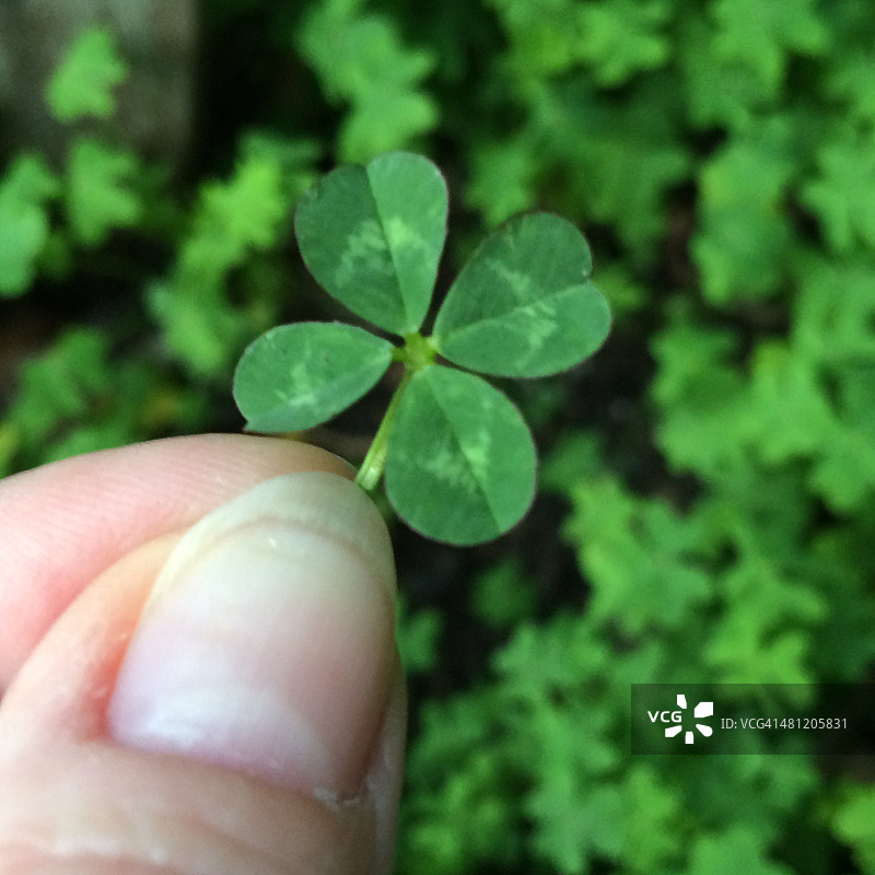 圣巴特里克节图片素材