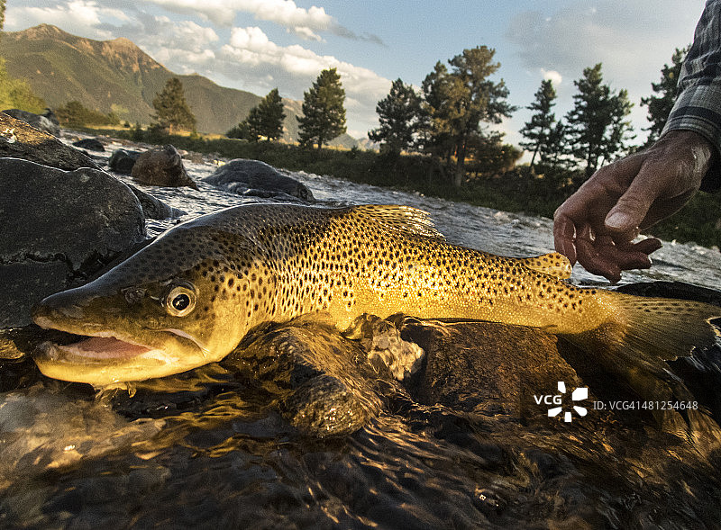棕鳟被放回河里图片素材