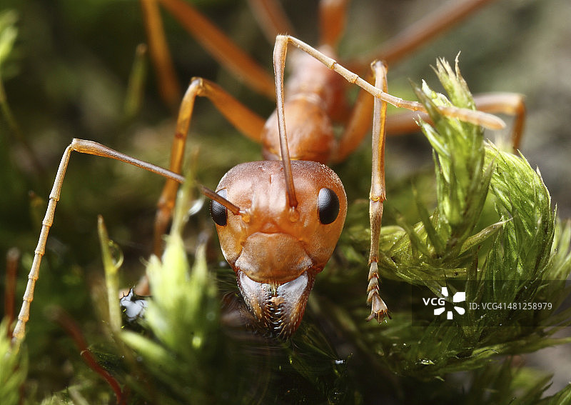 红色织叶蚁图片素材