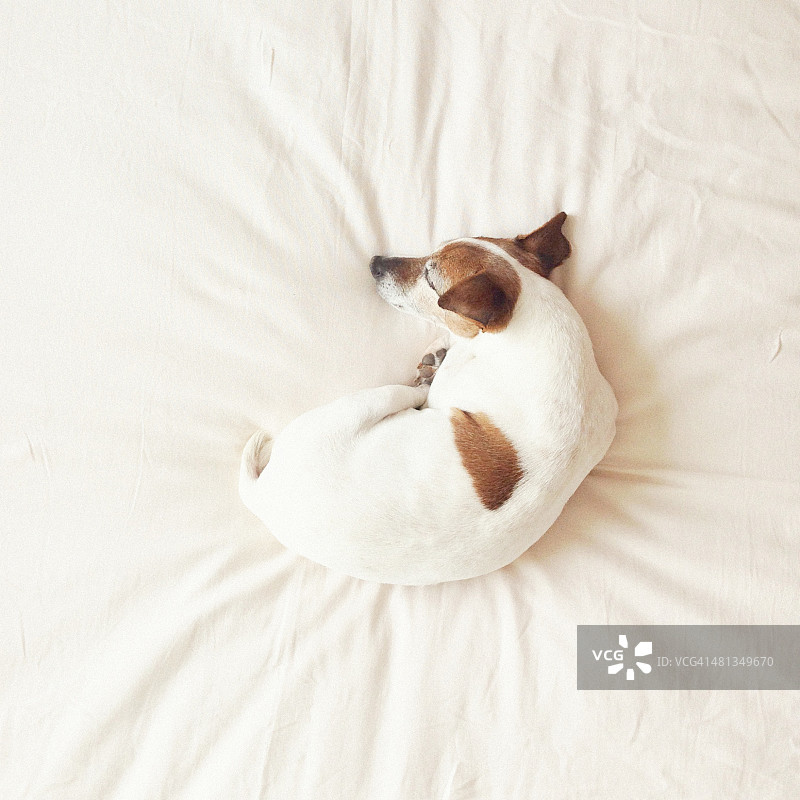 年长的狗蜷缩在床上睡觉图片素材