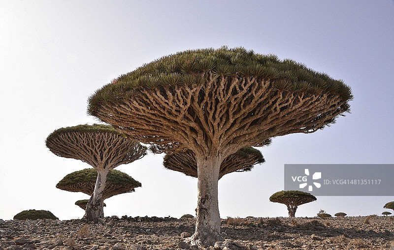 索科特拉岛的龙血树图片素材