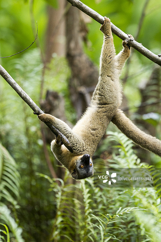 普通棕色狐猴，马达加斯加图片素材