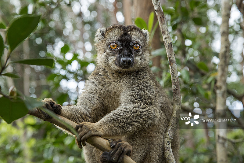 普通棕色狐猴，马达加斯加图片素材