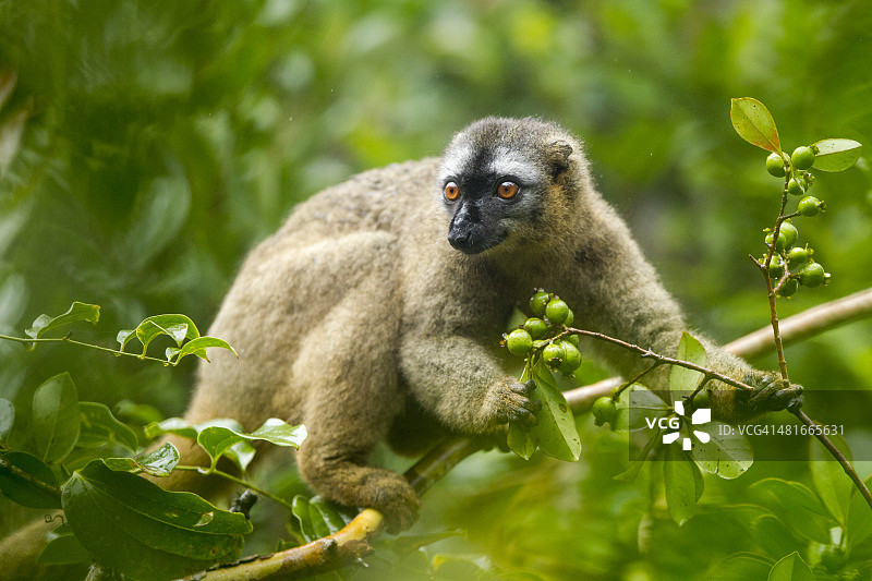 棕色狐猴，马达加斯加拉诺马法纳国家公园图片素材
