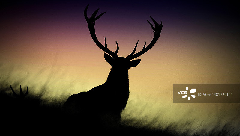 马鹿剪影图片素材