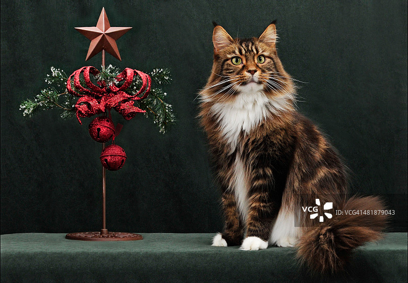 带圣诞装饰的缅因库恩猫图片素材