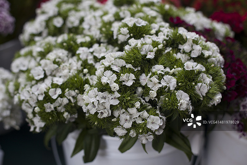 香石竹图片素材