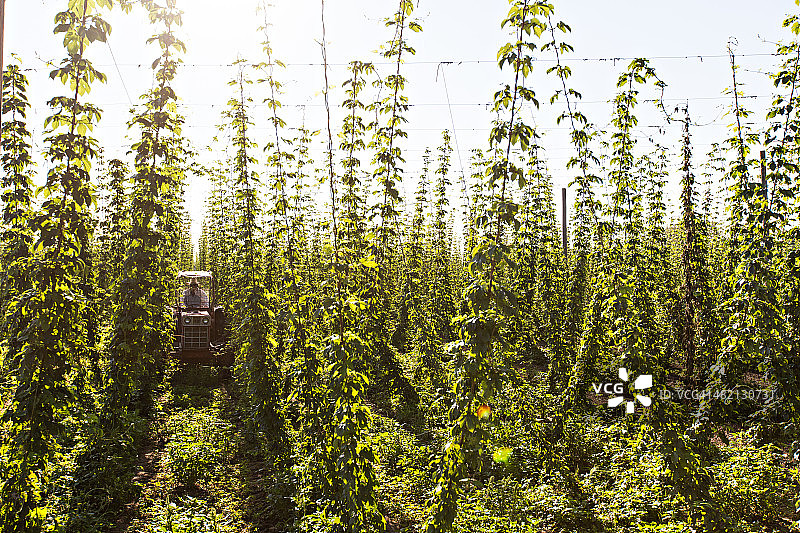 2013年夏季俄勒冈州啤酒花农场图片素材