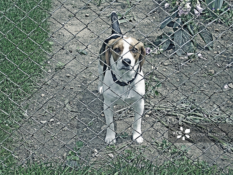 狗透过链环围栏窥视图片素材