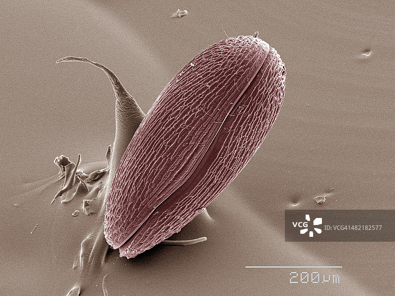 介形亚纲动物的彩色扫描电子显微镜图像图片素材